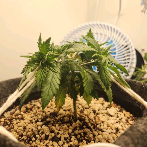 Heisenberg growlog timeline photo