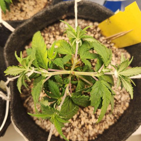 BeetleJuice growlog timeline photo