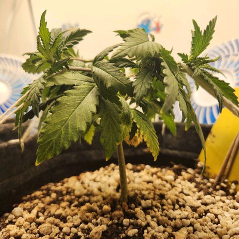 BeetleJuice growlog timeline photo