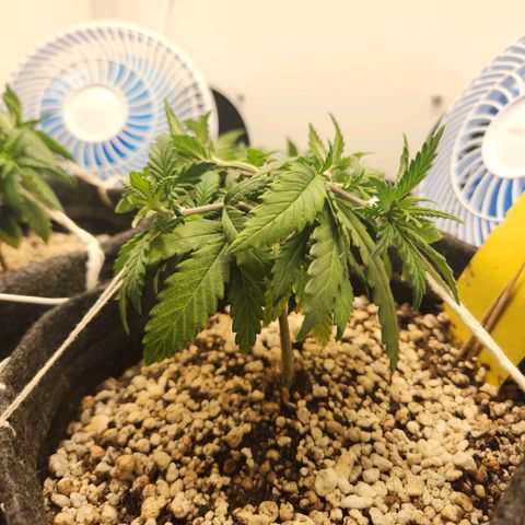 BeetleJuice growlog timeline photo