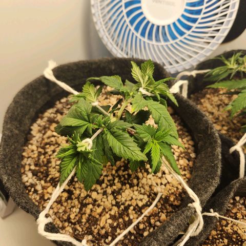 Heisenberg growlog timeline photo