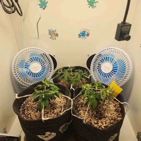 Heisenberg growlog timeline photo