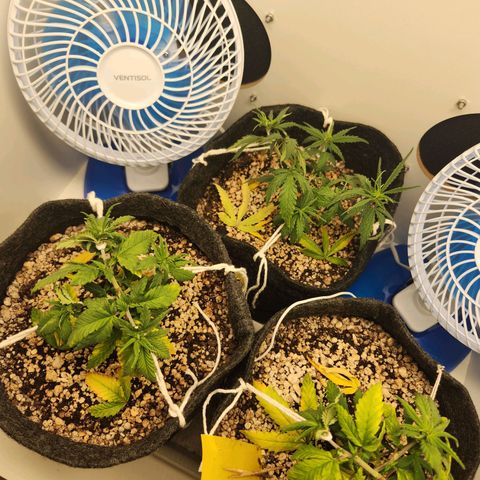 Heisenberg growlog photo: Algumas folhas amarelalam...fiz a remoção e rega