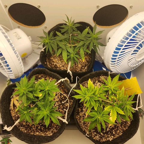 Heisenberg growlog timeline photo