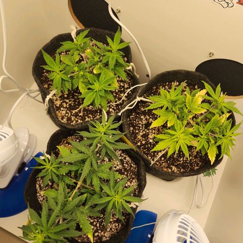 Heisenberg growlog timeline photo