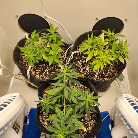 Heisenberg growlog timeline photo
