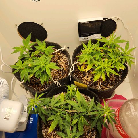 Heisenberg growlog photo: Estão melhores depois de utilizar agua entre regas de fertilizantes + alterar rega para dia sim e dia não 