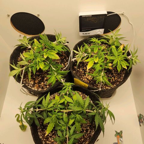 Heisenberg growlog photo: +amarras realizadas
