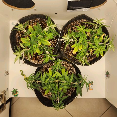 Heisenberg growlog photo: +amarras realizadas