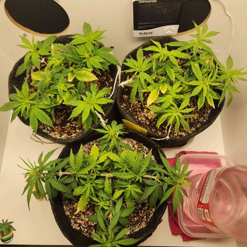 Heisenberg growlog photo: Um dia após mais amarras