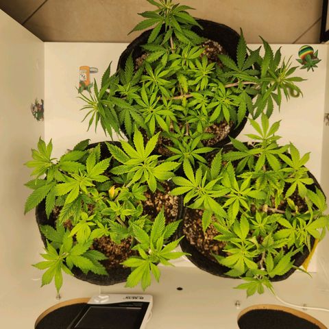 Heisenberg growlog timeline photo