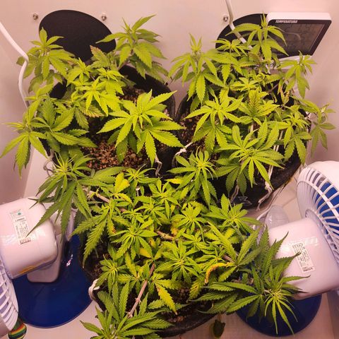 Heisenberg growlog timeline photo
