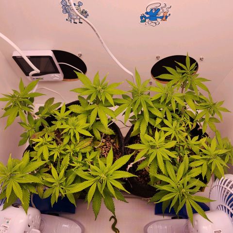Heisenberg growlog timeline photo