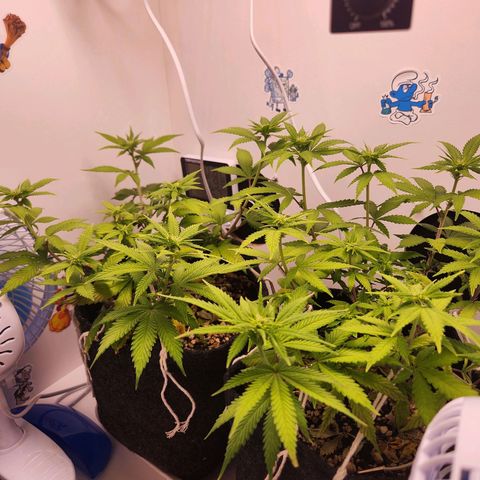 Heisenberg growlog timeline photo