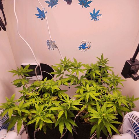 Heisenberg growlog timeline photo