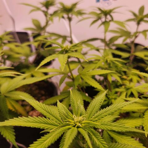 Heisenberg growlog timeline photo