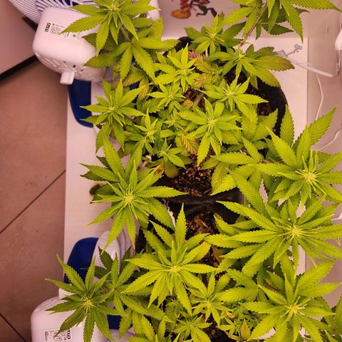 Heisenberg growlog timeline photo