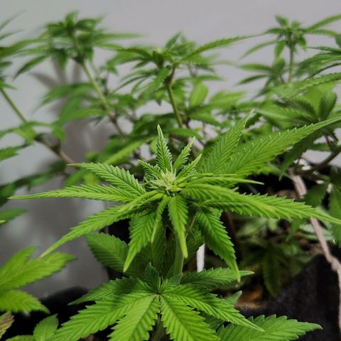 Heisenberg growlog timeline photo