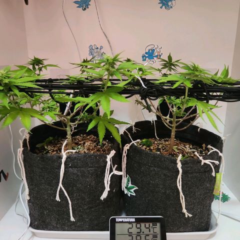 Heisenberg growlog timeline photo