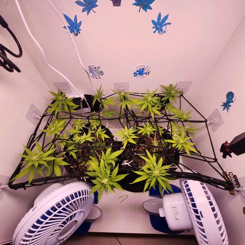 Heisenberg growlog timeline photo