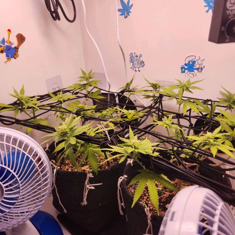 Heisenberg growlog timeline photo