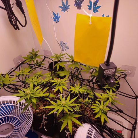 Heisenberg growlog timeline photo