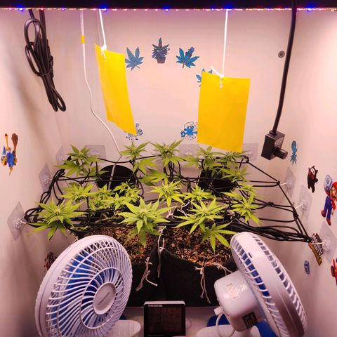 Heisenberg growlog timeline photo