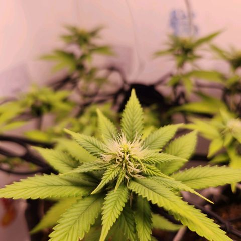 Heisenberg growlog timeline photo