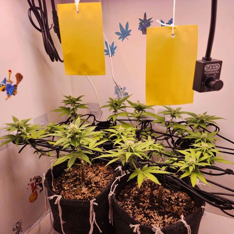 Heisenberg growlog timeline photo