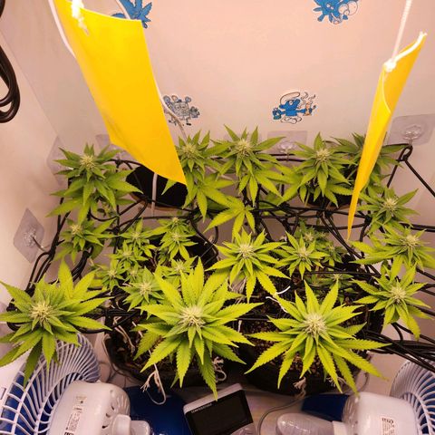 Heisenberg growlog timeline photo