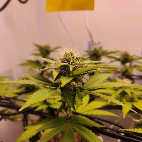 Heisenberg growlog timeline photo