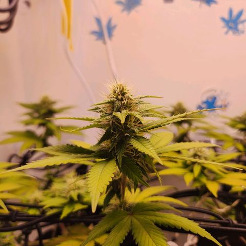 Heisenberg growlog timeline photo