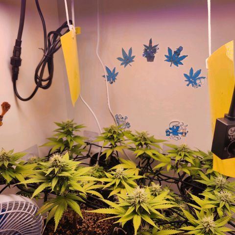 Heisenberg growlog timeline photo