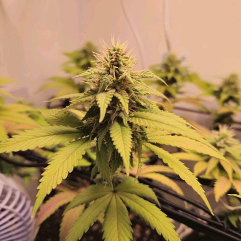 Heisenberg growlog timeline photo