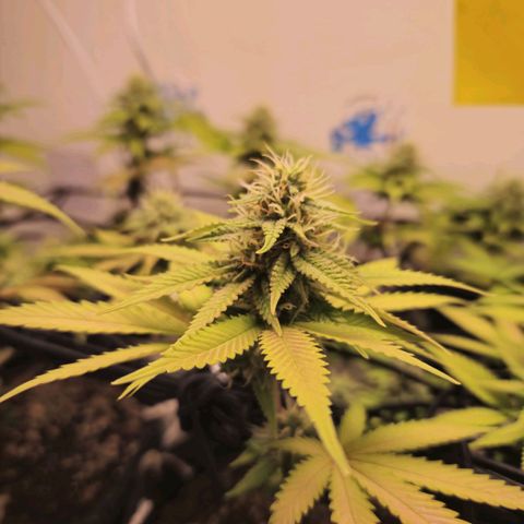 BeetleJuice growlog timeline photo