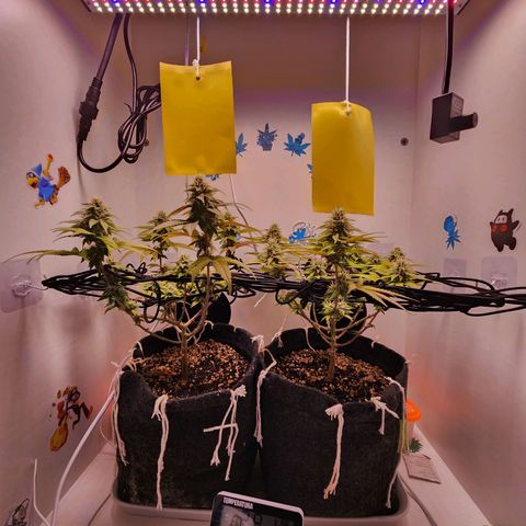 Heisenberg growlog timeline photo