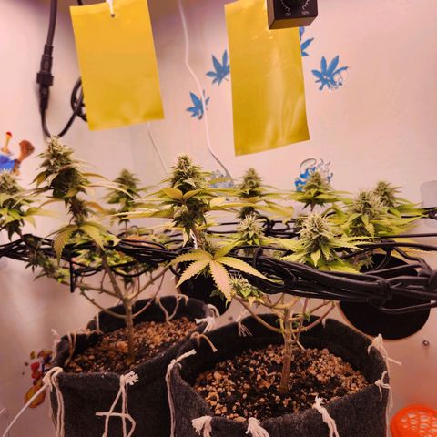 Heisenberg growlog timeline photo