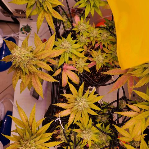 Heisenberg growlog timeline photo