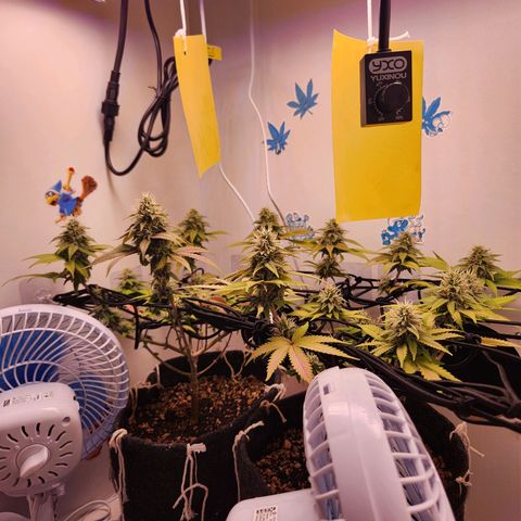 Heisenberg growlog timeline photo