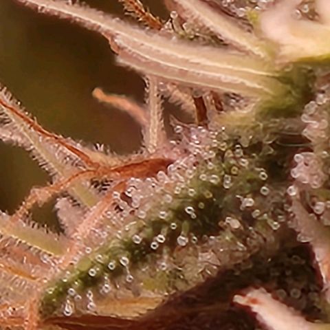 Heisenberg growlog timeline photo