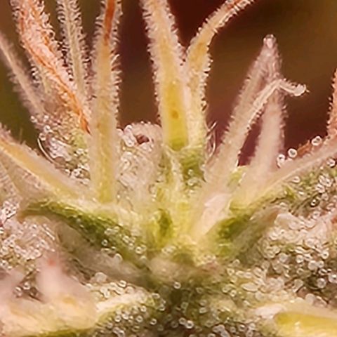 Heisenberg growlog timeline photo