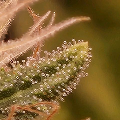 BeetleJuice growlog timeline photo