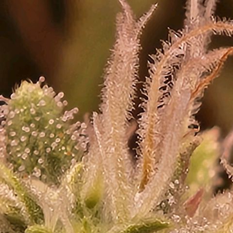 BeetleJuice growlog timeline photo