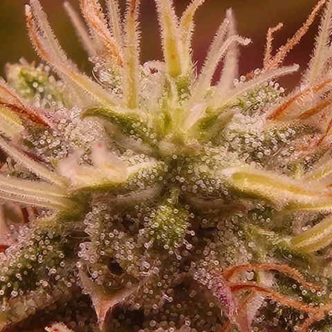 Heisenberg growlog timeline photo