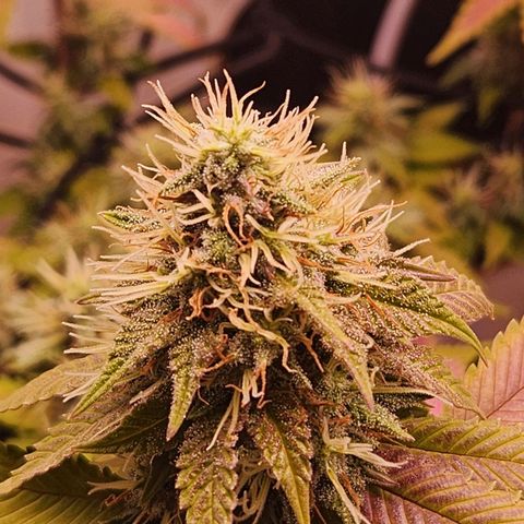 Heisenberg growlog timeline photo