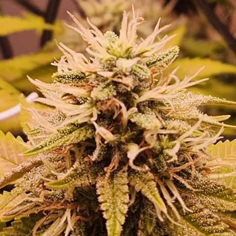 BeetleJuice growlog timeline photo