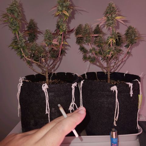 Heisenberg growlog timeline photo