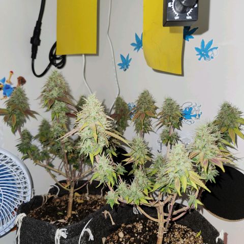 Heisenberg growlog timeline photo