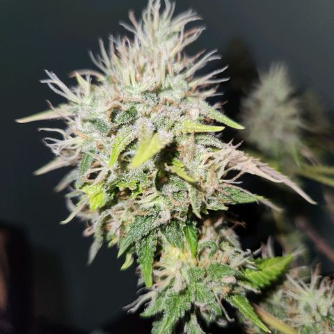 BeetleJuice growlog timeline photo