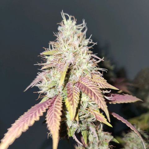 Heisenberg growlog timeline photo